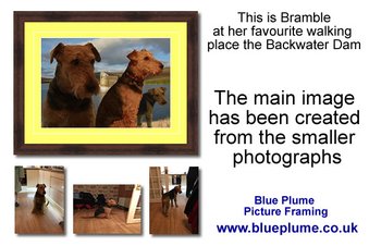 Dog Picture Framing Sleaford